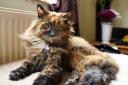 Rosie, believed to be the oldest cat in the UK, died at her home near Eaton Park in July aged 33