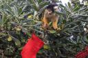 Squirrel monkey at London Zoo spots food-filled advent stocking