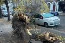 Huge tree which smashed through parked car in Blackheath ‘could have killed someone’