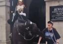 Watch the moment a tourist was bitten by a King's Guard horse and fainted despite signs.
