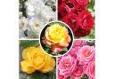 Glamour Rose Collection from You Garden