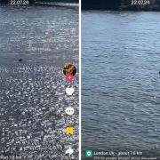 'Shark' spotted in river Thames