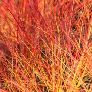 Cornus sanguinea 'Anny's Winter Orange'