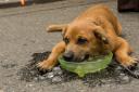 A PDSA vet nurse has revealed dogs can be given ice cubes in the summer to help them cool down