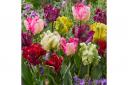 Feathery edges and petals just like the wings of a parrot from this Tulip 'Parrot Mix'