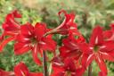 Amaryllis Christmas Star