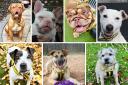 7 dogs at Dogs Trust Evesham want to find new homes - can you help?