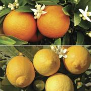 How to grow lemons and oranges in your garden and save £30