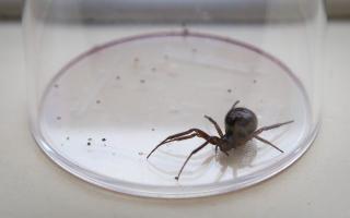 A false widow spider.